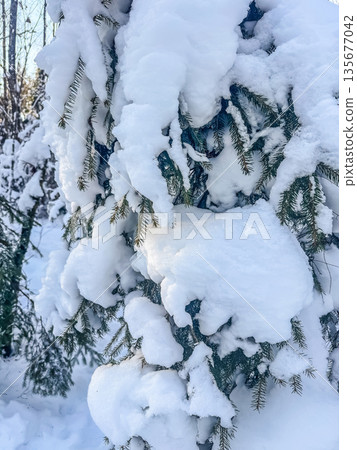 Heavy snow on a fir tree branch. 135677042