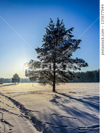 Solitary pine tree in a snowy field at sunrise. 135677044