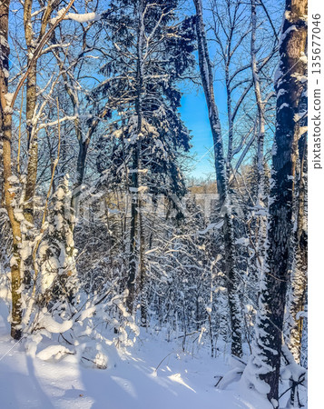 Sunlight and shadows in a snowy winter forest. Sunlight and shadows in a snowy winter forest. 135677046