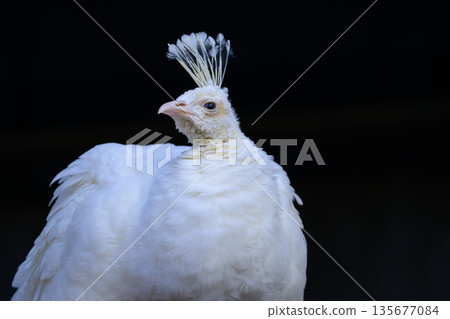 Indian peafowl, white peafowl, white bird, female Indian peafowl at Nogeyama Zoo Indian peafowl, white peafowl, white bird, female Indian peafowl at Nogeyama Zoo 135677084