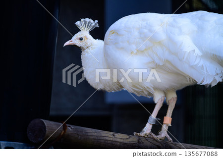 Indian peafowl, white peafowl, white bird, female Indian peafowl at Nogeyama Zoo Indian peafowl, white peafowl, white bird, female Indian peafowl at Nogeyama Zoo 135677088