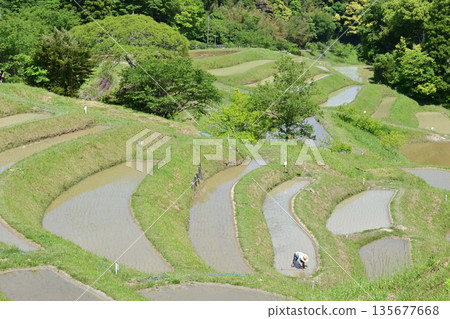 Oyama Senmaida Rice Fields, Chiba Prefecture 135677668