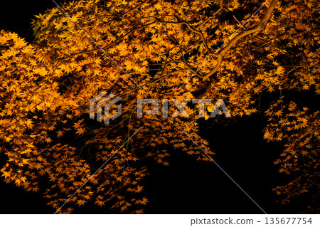 秋葉美景(靜岡郡) 秋葉美景(靜岡郡) 135677754