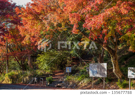 靜岡縣濱松市戶葉山公園的秋葉景色 靜岡縣濱松市戶葉山公園的秋葉景色 135677788