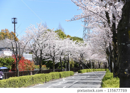 Cherry blossoms roadside trees Cherry blossoms roadside trees 135677789