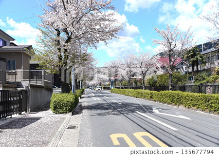 Cherry blossoms roadside trees Cherry blossoms roadside trees 135677794