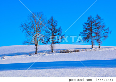 Winter Biei Hills Winter Biei Hills 135677834