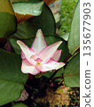Pink and White Curcuma Alismatifolia Flower Siam Tulip Blooming in Tropical Garden 135677903