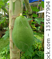 Unripe Green Papaya Fruit Hanging on Tree Trunk in Tropical Organic Farm 135677904