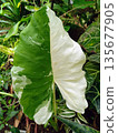 Variegated Alocasia Macrorrhiza Variegata Leaf with Half Moon White Pattern 135677905