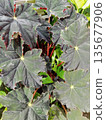 Dark Begonia Rex Leaves with Textured Jagged Edges and Deep Red Undersides 135677906
