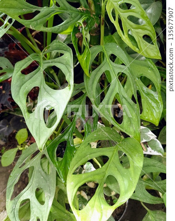 Monstera Adansonii Swiss Cheese Plant Leaves Close Up in Tropical Garden 135677907