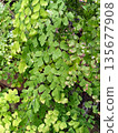 Delicate Maidenhair Fern Fronds with Bright Green Circular Leaflets 135677908