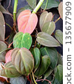 Philodendron Micans Heart Shaped Leaves with Velvet Texture and Copper Tones 135677909