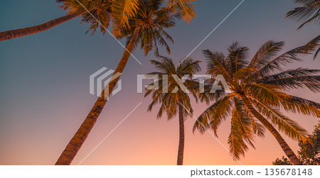 Fantastic tropical sunset sky seen through palm tree leaves, warm golden light, natural summer atmosphere, peaceful island nature background for travel inspiration and branding Fantastic tropical sunset sky seen through palm tree leaves, warm golden light, natural summer atmosphere, peaceful island nature background for travel inspiration and branding 135678148