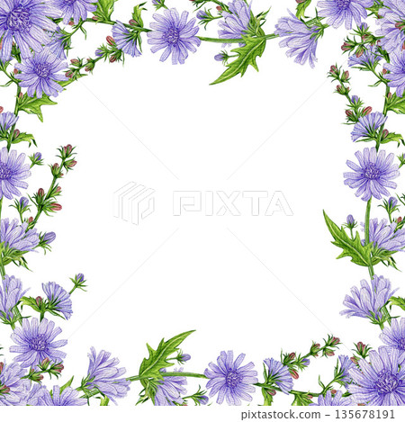 Blooming chicory flowers square frame decoration element watercolor illustration. Hand drawn Cichorium intybus medicinal plant on white background. Chicory meadow wildflower frame rustic design decor Blooming chicory flowers square frame decoration element watercolor illustration. Hand drawn Cichorium intybus medicinal plant on white background. Chicory meadow wildflower frame rustic design decor 135678191
