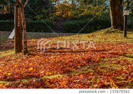 Autumn foliage scenery at Tobayama Park in Hamamatsu City (Shizuoka Prefecture) Autumn foliage scenery at Tobayama Park in Hamamatsu City (Shizuoka Prefecture) 135678562