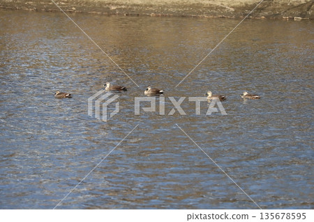 A flock of spot-billed ducks swimming in a winter river A flock of spot-billed ducks swimming in a winter river 135678595