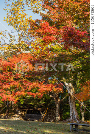 Autumn foliage scenery at Tobayama Park in Hamamatsu City (Shizuoka Prefecture) Autumn foliage scenery at Tobayama Park in Hamamatsu City (Shizuoka Prefecture) 135678605