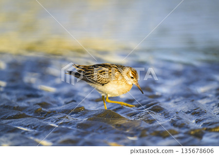 A sandpiper walking on the tidal flats 135678606
