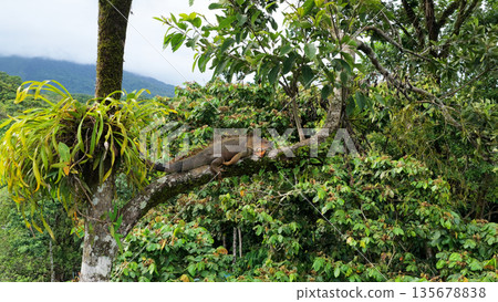 Green iguana resting on a tree branch in costa rica rainforest Green iguana resting on a tree branch in costa rica rainforest 135678838