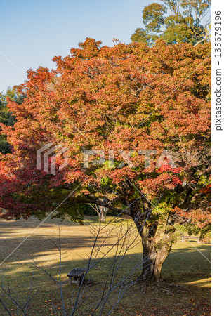 靜岡縣濱松市戶葉山公園的秋葉景色 靜岡縣濱松市戶葉山公園的秋葉景色 135679196