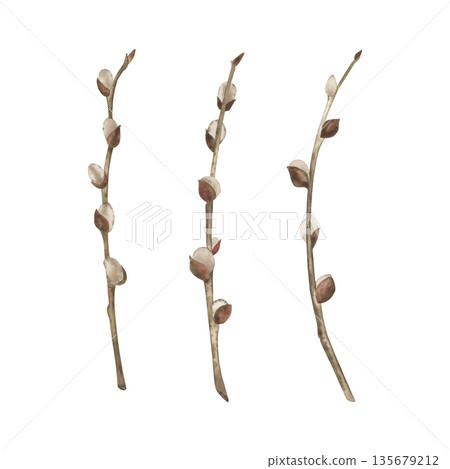 Willow twigs isolated on a white background. The watercolor illustration is drawn in watercolor in a botanical style, in beige, brown shades. Suitable for decorating Easter cards, holiday, packaging 135679212