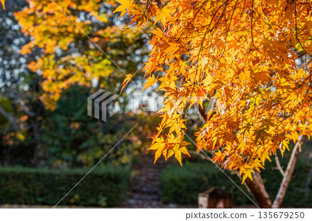 靜岡縣濱松市戶葉山公園的秋葉景色 135679250