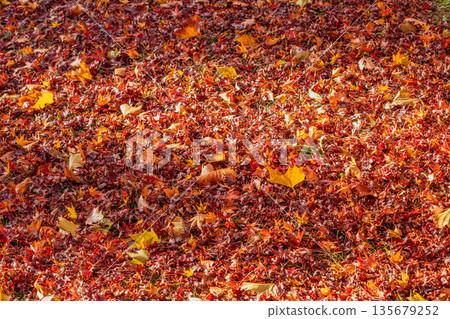 Autumn foliage scenery at Tobayama Park in Hamamatsu City (Shizuoka Prefecture) 135679252