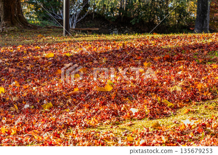 Autumn foliage scenery (Shizuoka Prefecture) Autumn foliage scenery (Shizuoka Prefecture) 135679253