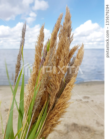 Dry reeds with green leaves against ocean view with clear blue sky backdrop. Natural coastal landscape element on sunny day for nature banner. 135679294