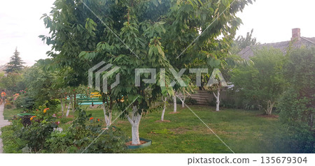 Tranquil backyard garden with mature trees and lush green grass for a peaceful outdoor scene and nature background 135679304