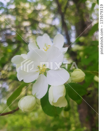 White apple tree blossoms on a branch with new buds in spring. Natural beauty and growth concept for season. White apple tree blossoms on a branch with new buds in spring. Natural beauty and growth concept for season. 135679319