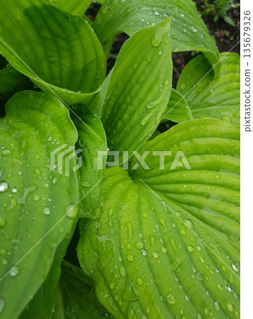 Fresh green leaf with dew drops. Vibrant natural background from healthy foliage. Garden plant close-up for nature concept design. 135679326