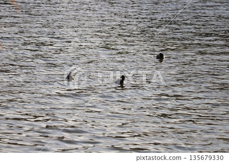 A flock of black-bodied coots with white foreheads swimming in a winter river A flock of black-bodied coots with white foreheads swimming in a winter river 135679330