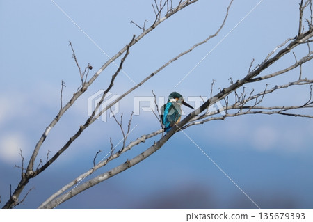 Kingfisher 135679393