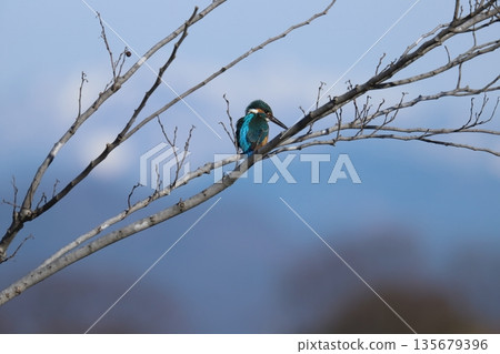 Kingfisher 135679396