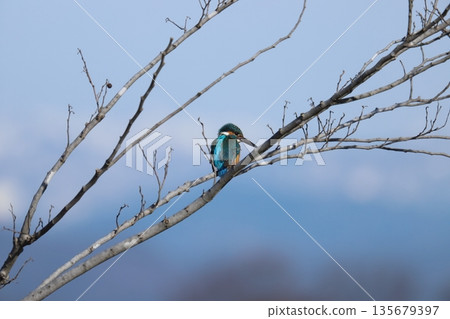 Kingfisher 135679397