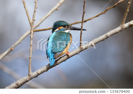 Kingfisher Kingfisher 135679400