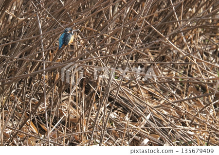Kingfisher 135679409