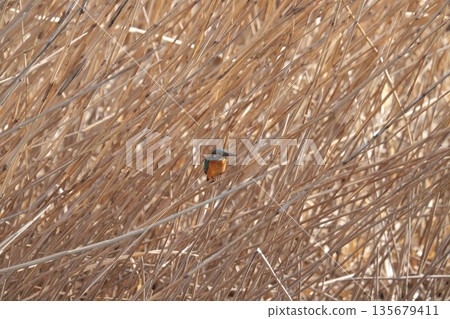 翠鳥 翠鳥 135679411