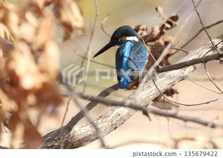 Kingfisher 135679422