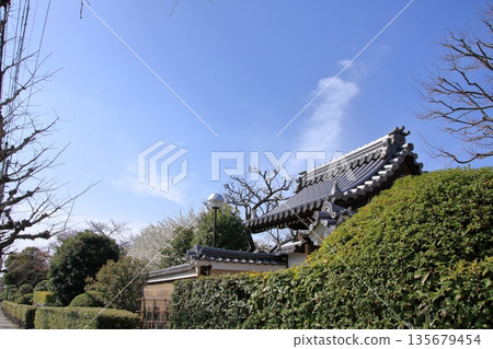 Famous cherry blossom spot in Nishijin, Kyoto: Jyuunibo Johonrendaiji Temple 135679454