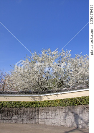 Famous cherry blossom spot in Nishijin, Kyoto: Jyuunibo Johonrendaiji Temple Famous cherry blossom spot in Nishijin, Kyoto: Jyuunibo Johonrendaiji Temple 135679455
