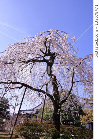 Famous cherry blossom spot in Nishijin, Kyoto: Jyuunibo Johonrendaiji Temple 135679471