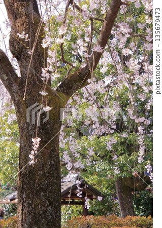 Famous cherry blossom spot in Nishijin, Kyoto: Jyuunibo Johonrendaiji Temple 135679473