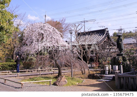 Famous cherry blossom spot in Nishijin, Kyoto: Jyuunibo Johonrendaiji Temple 135679475