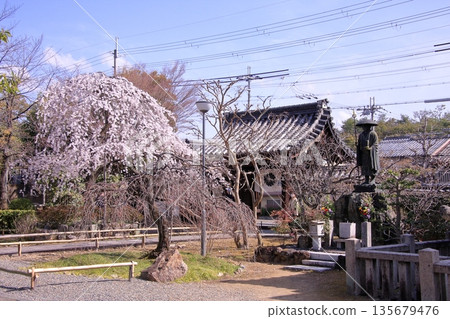 Famous cherry blossom spot in Nishijin, Kyoto: Jyuunibo Johonrendaiji Temple Famous cherry blossom spot in Nishijin, Kyoto: Jyuunibo Johonrendaiji Temple 135679476