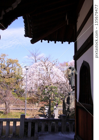 Famous cherry blossom spot in Nishijin, Kyoto: Jyuunibo Johonrendaiji Temple Famous cherry blossom spot in Nishijin, Kyoto: Jyuunibo Johonrendaiji Temple 135679477