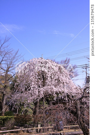 Famous cherry blossom spot in Nishijin, Kyoto: Jyuunibo Johonrendaiji Temple Famous cherry blossom spot in Nishijin, Kyoto: Jyuunibo Johonrendaiji Temple 135679478